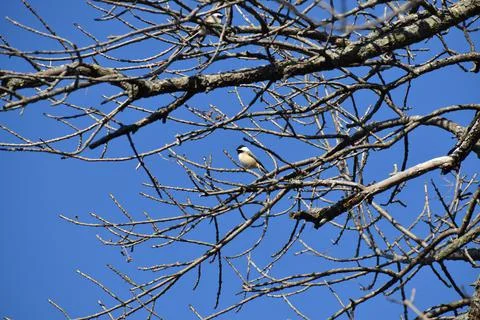 Black Capped Chickadee on bare branch with beautiful blue sky background Foto stock