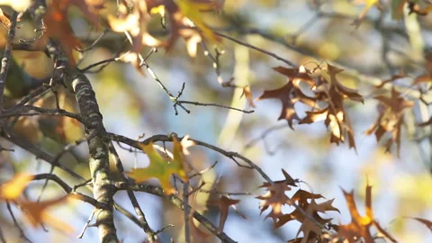 Black-capped chickadee bird flying away on oak tree branch autumn fall Stock Footage 161823701