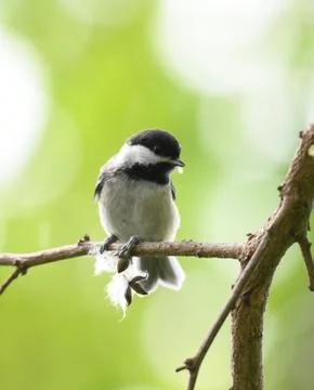 Black capped chickadee bird on the tree branch Stock Photos