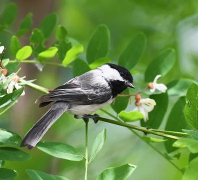 Black capped chickadee bird on the tree branch Stock Photos