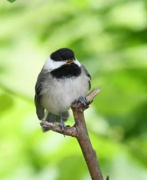 Black capped chickadee bird on the tree branch Stock Photos