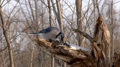 Black-capped chickadee &amp; Blue Jay feeding, Winter Woods, E USA Stock Footage 171780793
