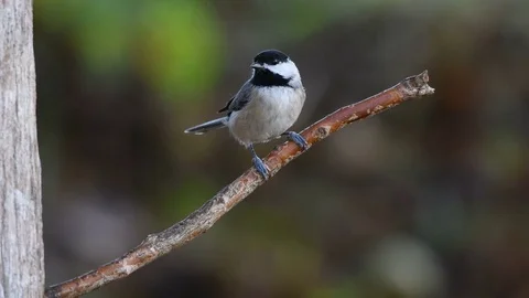 Black capped chickadee on branch Stock Footage 81226055