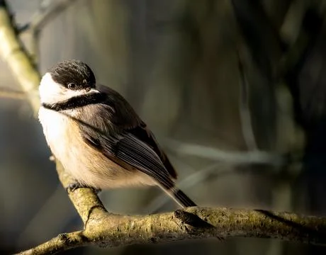 Black capped chickadee on branch looking to the right. Stock Photos