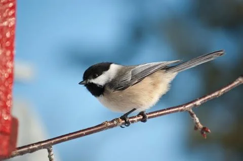 Black-capped Chickadee on a Branch Stock Photos