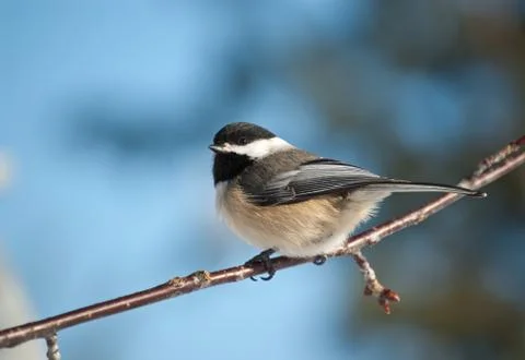Black-capped Chickadee on a Branch Stock Photos