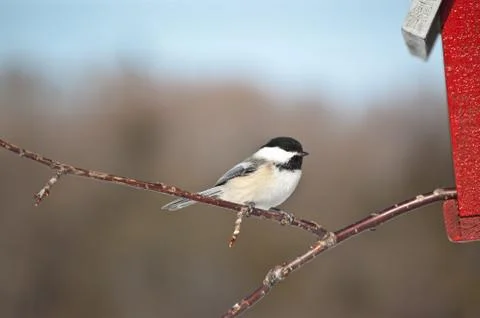 Black-capped Chickadee on a Branch Stock Photos