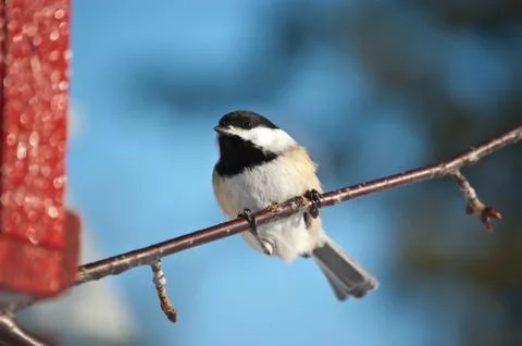 Black-capped Chickadee on a Branch Stock Photos