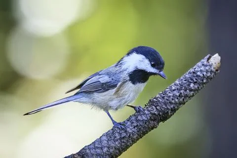 Black capped chickadee on a branch. Stock Photos