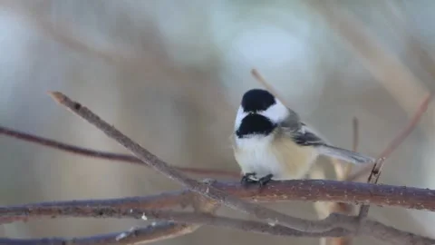 Black-capped Chickadee on a branch of a tree, Quebec, Canada Stock Footage 232726187