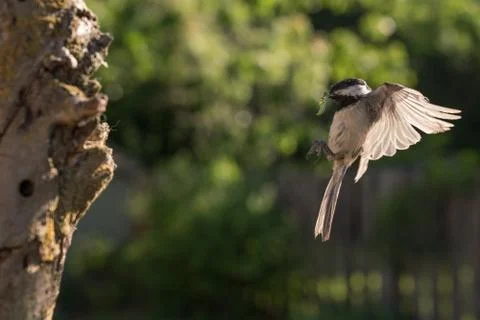 Black-capped Chickadee bringing an insect to it's young Stock-Fotos