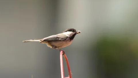 A Black-Capped Chickadee Brings Grubs Back to the Nest Stock Footage 93518450