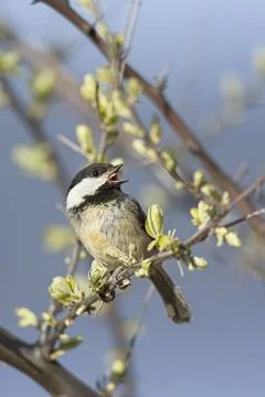 Black capped chickadee calling out. Stock Photos