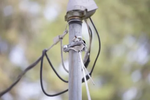 Black-Capped Chickadee Calling Stock Photos