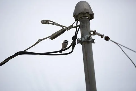 Black-Capped Chickadee Calling Stock Photos