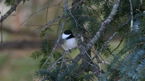 Black-capped chickadee up close in hemlock with natural sound, 4K Stock Footage 236333482