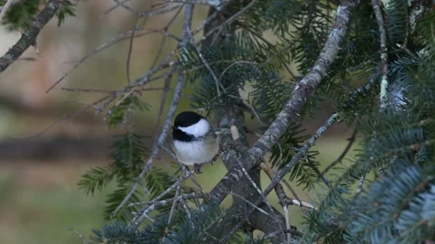 Black-capped chickadee up close in hemlock, 1/2 speed, 4K Stock Footage 236333499