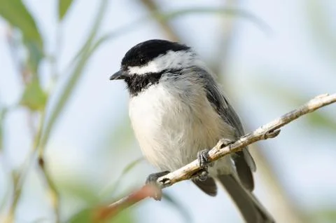 Black-capped Chickadee closeup perched on a tree branch 스톡 사진