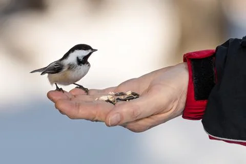 Black-Capped Chickadee Eating From A Human Hand And Bird Seed In A Person's Palm Stock Photos