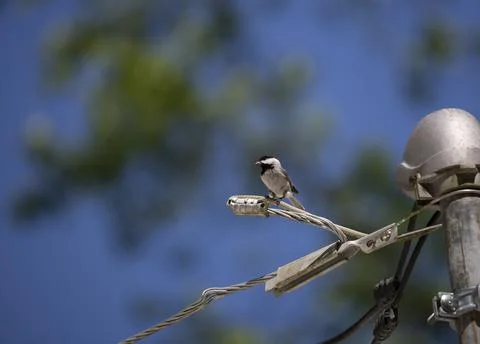 Black-Capped Chickadee Eating Stock Photos