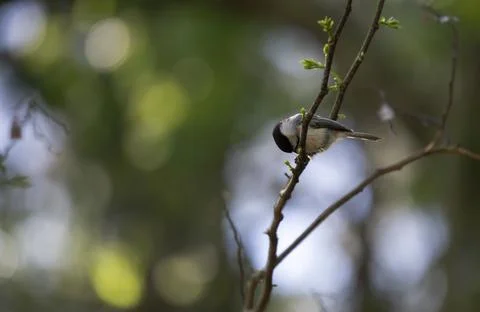 Black-Capped Chickadee Eating Foto stock