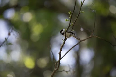 Black-Capped Chickadee Eating Stock Photos