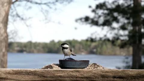 Black capped chickadee eats some jelly then flies away. Video stock 148676236