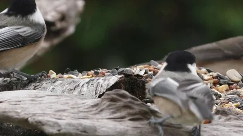 Black Capped Chickadee at feeder Stock Footage 75388346