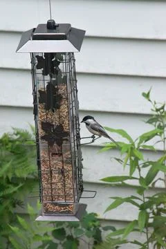 Black capped chickadee at the feeder Stock Photos
