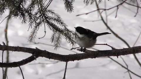 Black-capped Chickadee feeding, Winter E USA Stock Footage 80068465