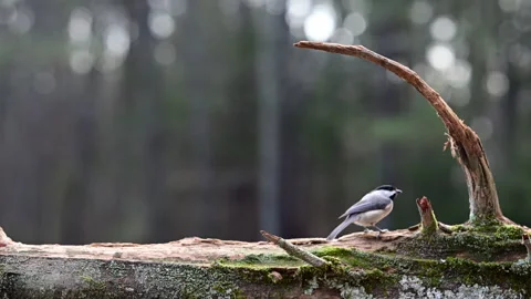 Black-capped Chickadee finding food on a log in the woods in winter Stock Footage 301782247