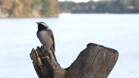 Black-capped chickadee flies away after pecking at a nut. Stock-Footage 123439413