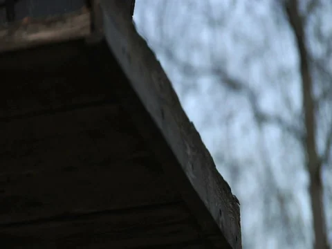 Black Capped Chickadee Vidéo 373577