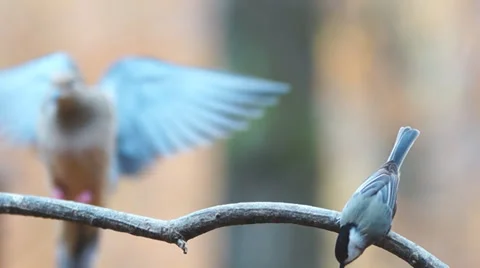 Black-capped Chickadee Stock Footage 32846818