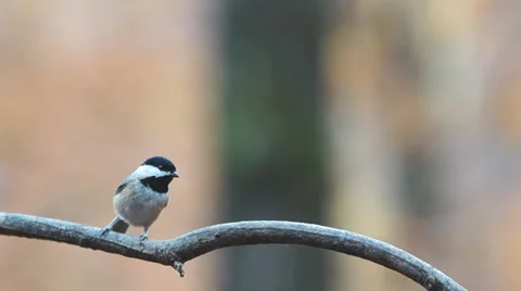 Black-capped Chickadee Video stock 32846903