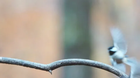 Black-capped Chickadee Vídeos de archivo 32863664