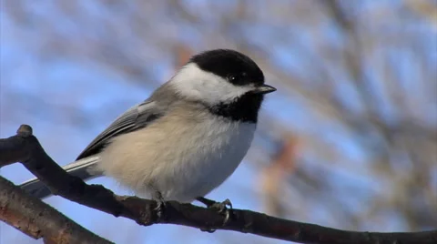 Black Capped Chickadee Stock Footage 45297504