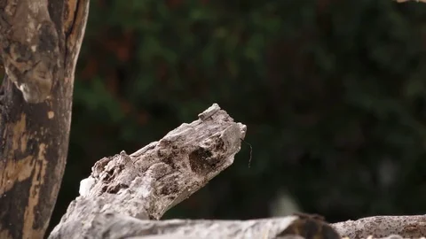 Black Capped Chickadee Stock Footage 75389206