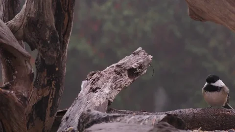 Black Capped Chickadee Stock Footage 75413317