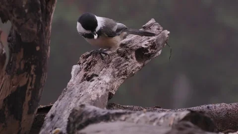 Black Capped Chickadee Video stock 75416382