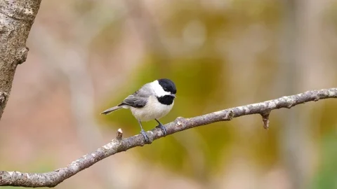 Black Capped Chickadee Vídeo Stock 127373656