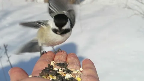 Black-capped chickadee 库存影片 141230894