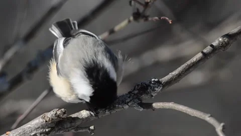 Black-Capped Chickadee Видео 267047492