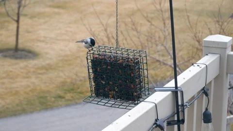 A Black-capped Chickadee grabs a seed from the feeder and flys away - Stock Footage 105123132