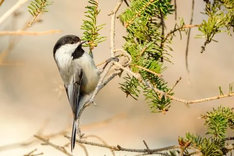 Black-Capped Chickadee Hanging on Side of Pine Tree Branch Bird Portrait Stock Photos