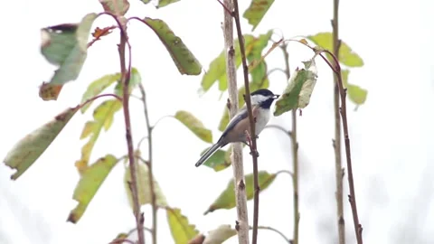 Black Capped Chickadee Holding Seed Stock Footage 165134339