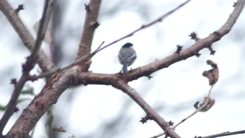 Black Capped Chickadee Jumps Branches 库存影片 165134338