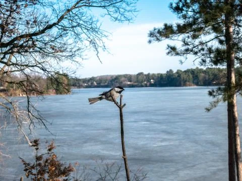 Black-capped chickadee lands on perch in front of frozen lake. Stock Photos