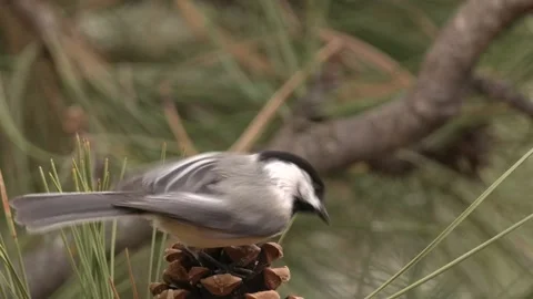 Black-capped Chickadee Lone Eating Feeding Flying Spring Cone Pinecone Stock Footage 148813657