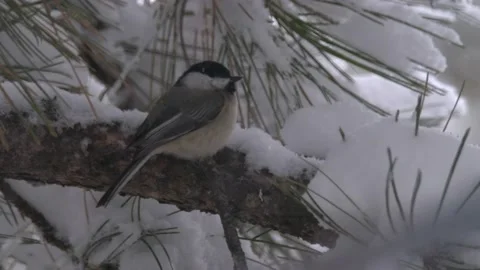 Black-capped Chickadee Lone Perched Looking Around Winter Snow in Forest Stock Footage 148810359